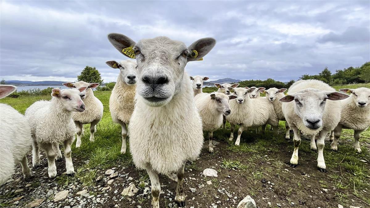 Lenkje til artikkel: Vil jobbe mot gjengroing og med auka beiting